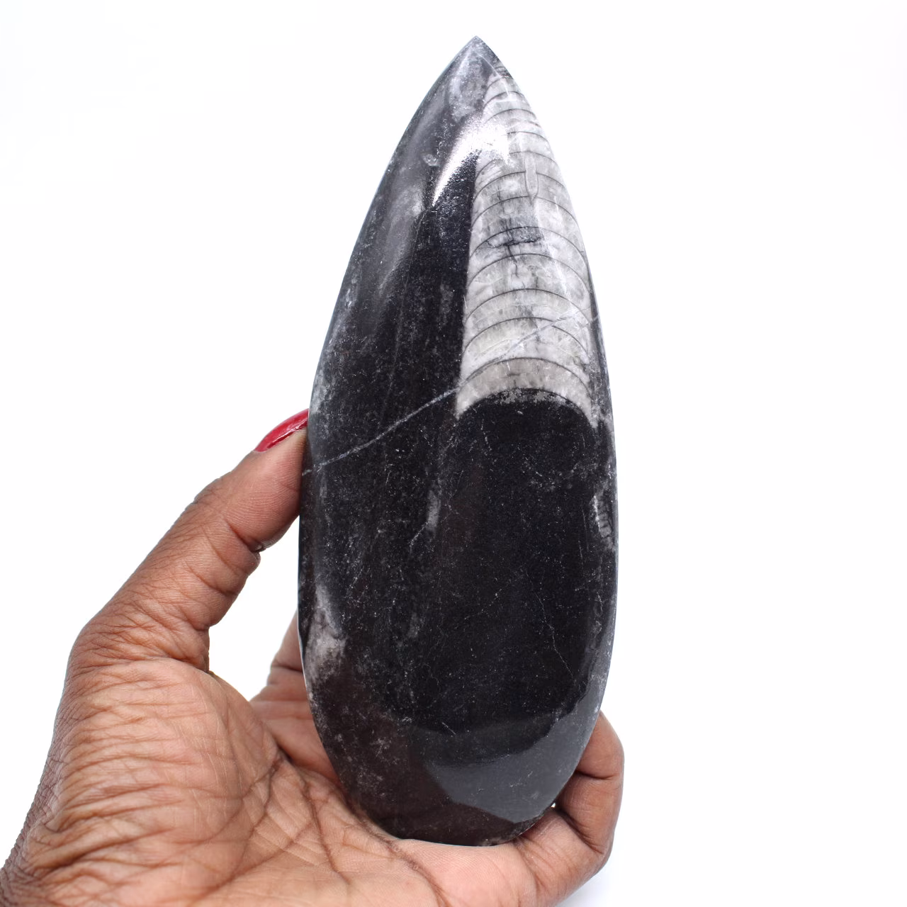 Orthoceras fossile lucidato