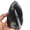 Orthoceras lucido dal marocco - 0