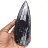 Fossile di orthoceras naturale - 0