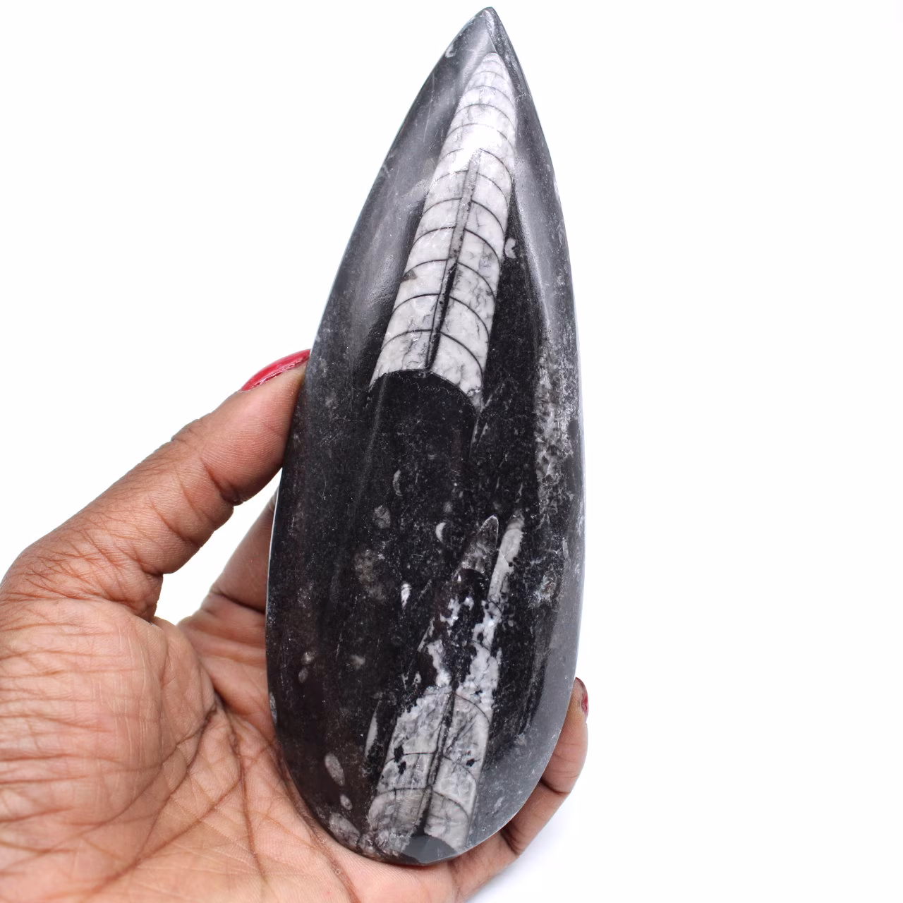 Fossile di orthoceras naturale