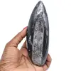 Fossile di orthocera lucidato - 0