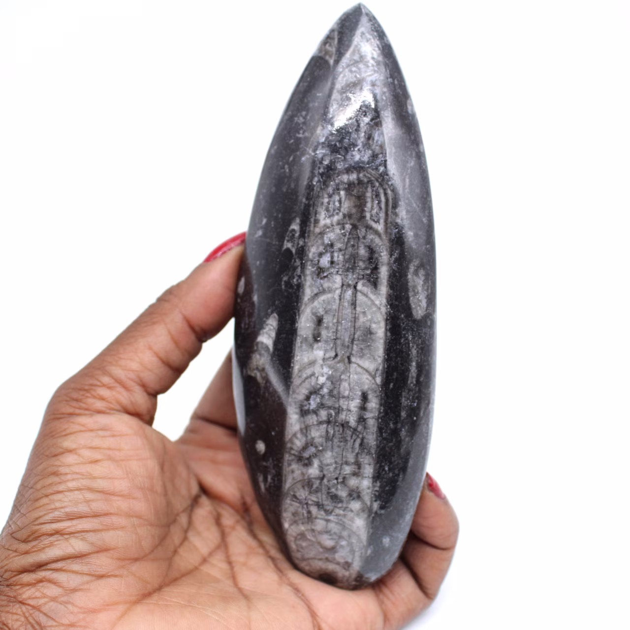 Fossile di orthocera lucidato