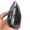 Orthoceras fossile lucidato - 0