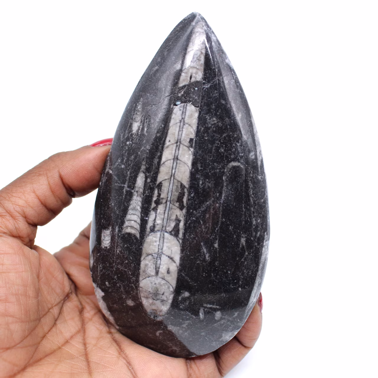 Orthoceras fossile lucidato