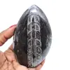Orthoceras lucido dal marocco - 0