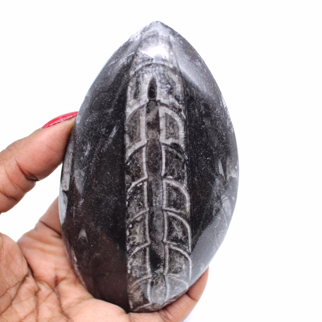 Orthoceras lucido dal marocco
