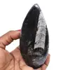 Fossile di orthoceras naturale - 0