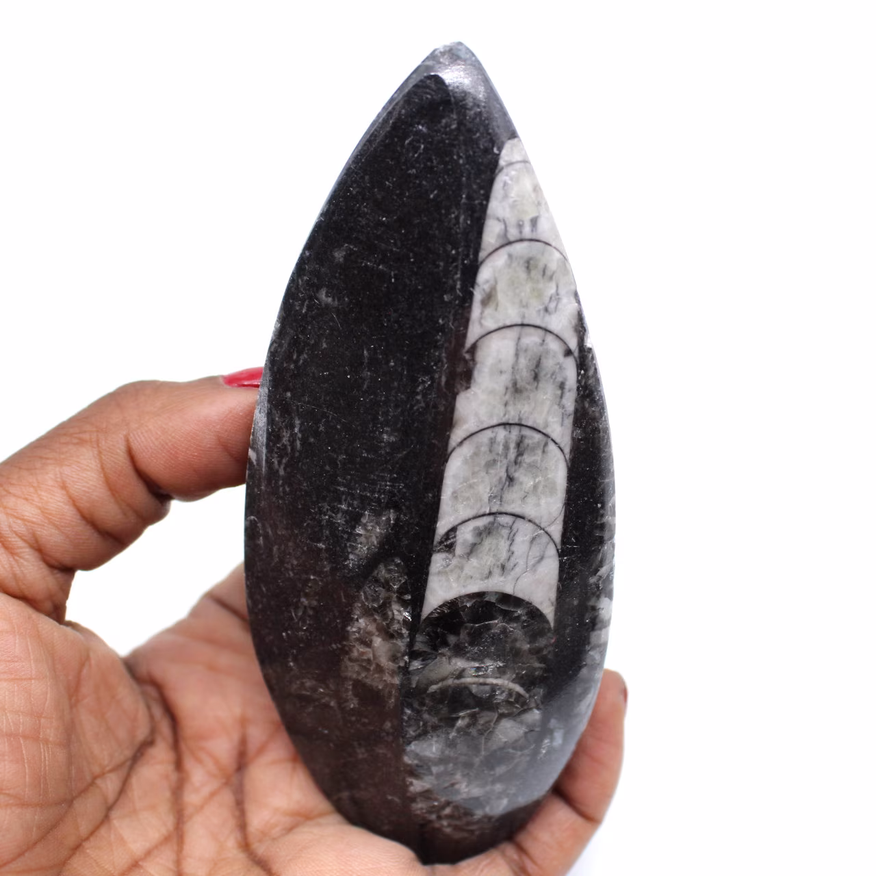 Fossile di orthoceras naturale