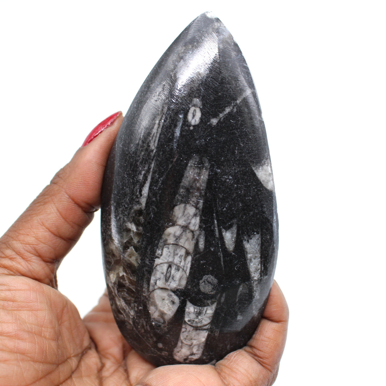Fossile di orthoceras lucidato