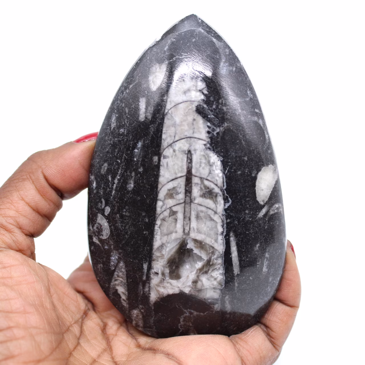 Orthoceras lucido dal marocco