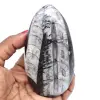 Orthoceras lucido dal marocco - 0