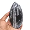 Orthoceras marocco - 0