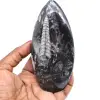 Fossile di orthoceras naturale - 0