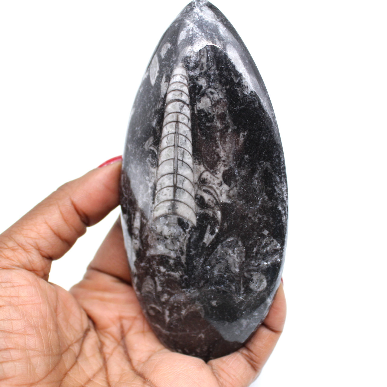 Fossile di orthoceras naturale