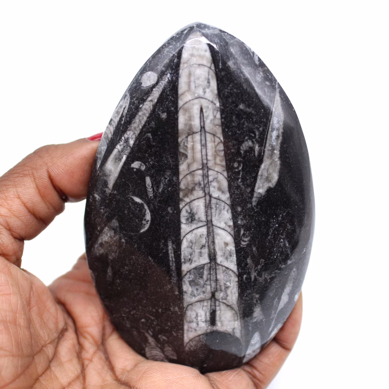 Orthoceras lucido dal marocco