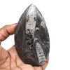 Ortocera fossilizzata - 0