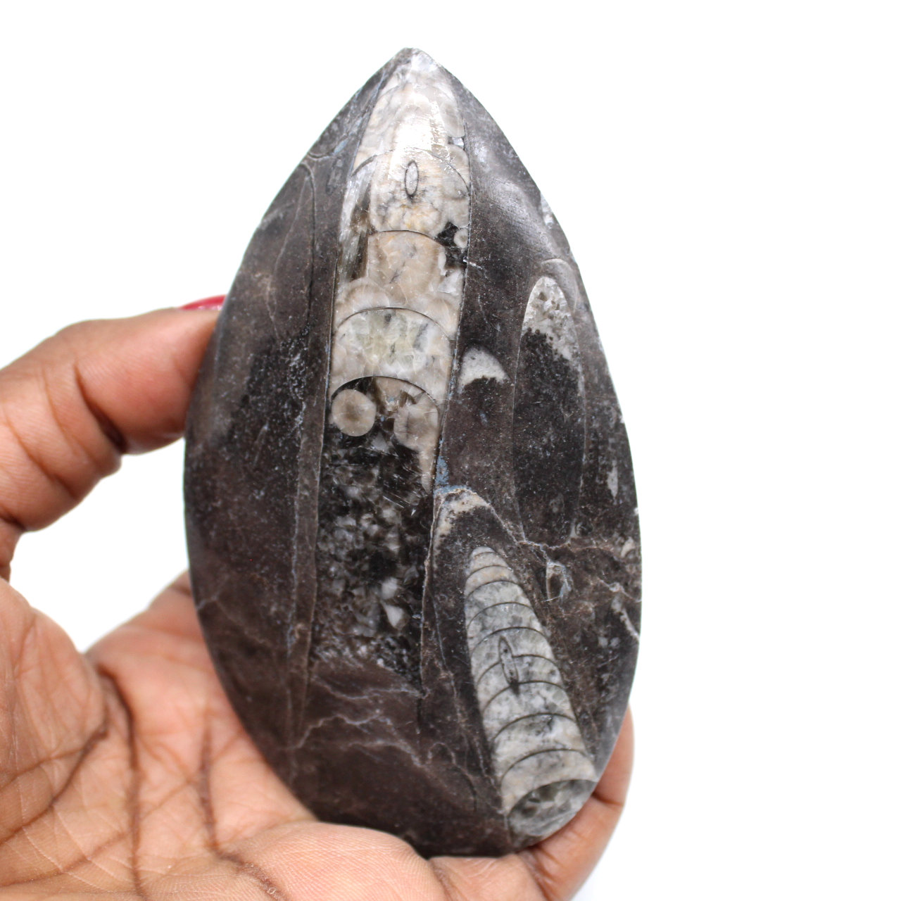 Ortocera fossilizzata