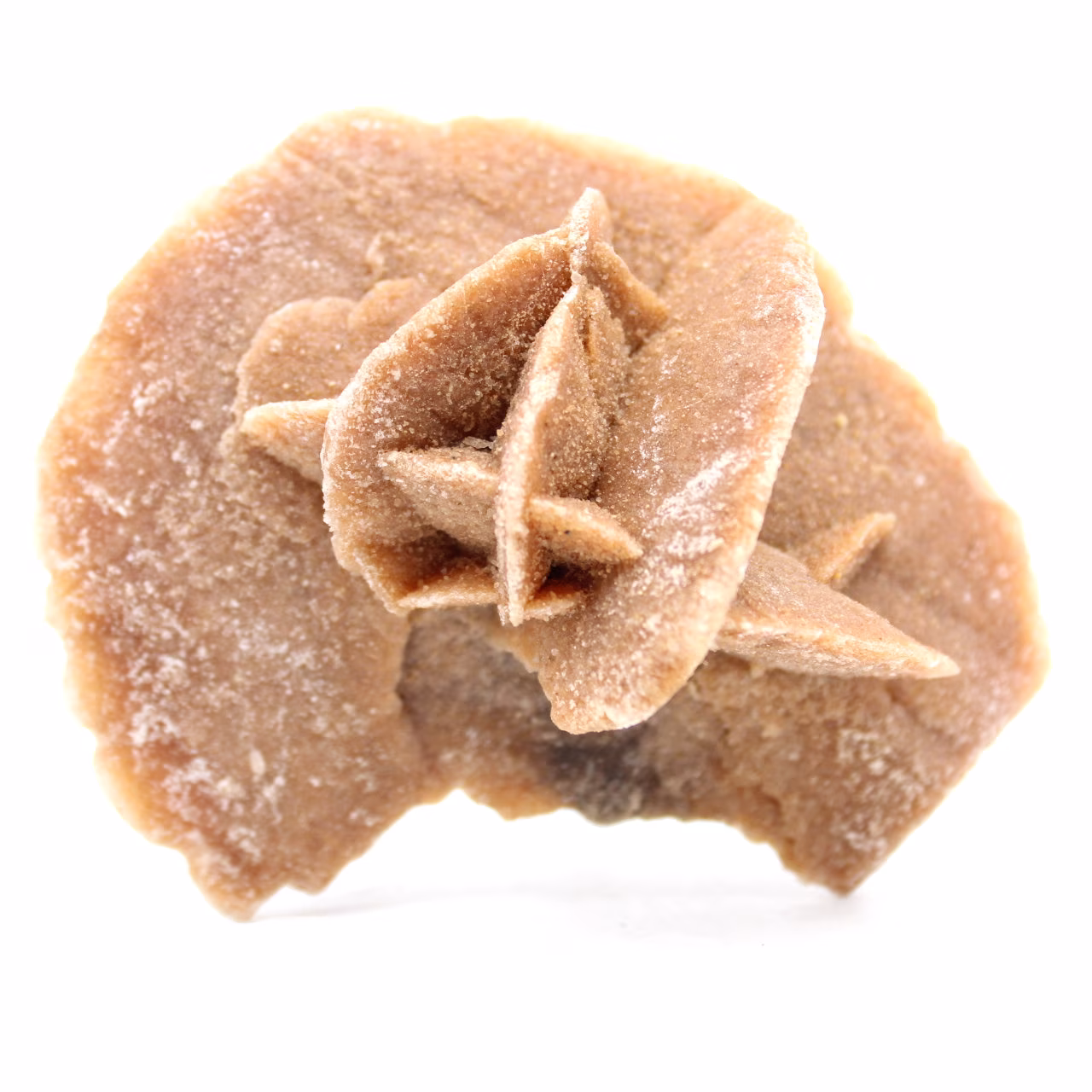 rosa di sabbia cruda