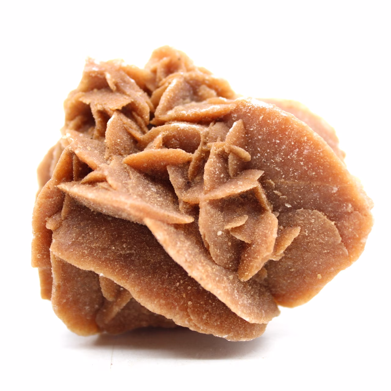 rosa di sabbia cruda