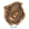 Legno fossile naturale - 0