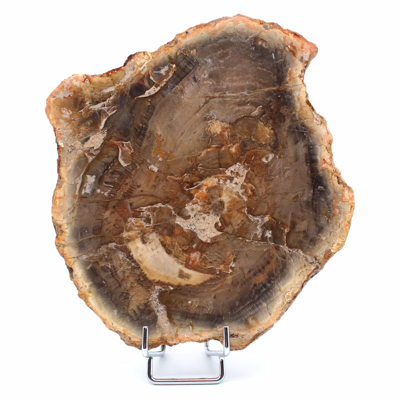Legno fossile naturale