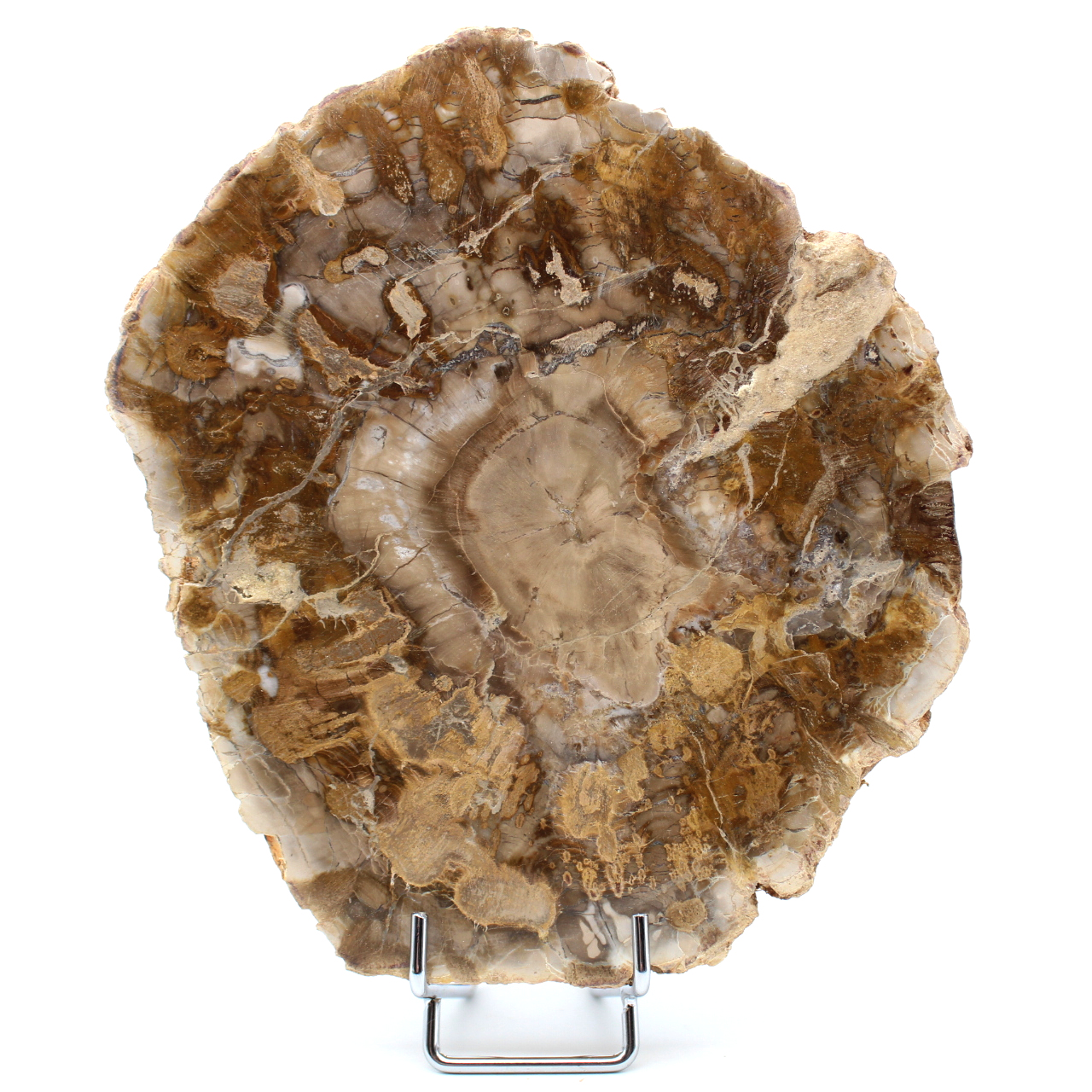 Legno pietrificato del Madagascar