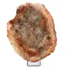Fetta di legno fossile del Madagascar - 0