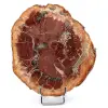 Fetta di legno silicizzato del Madagascar - 0