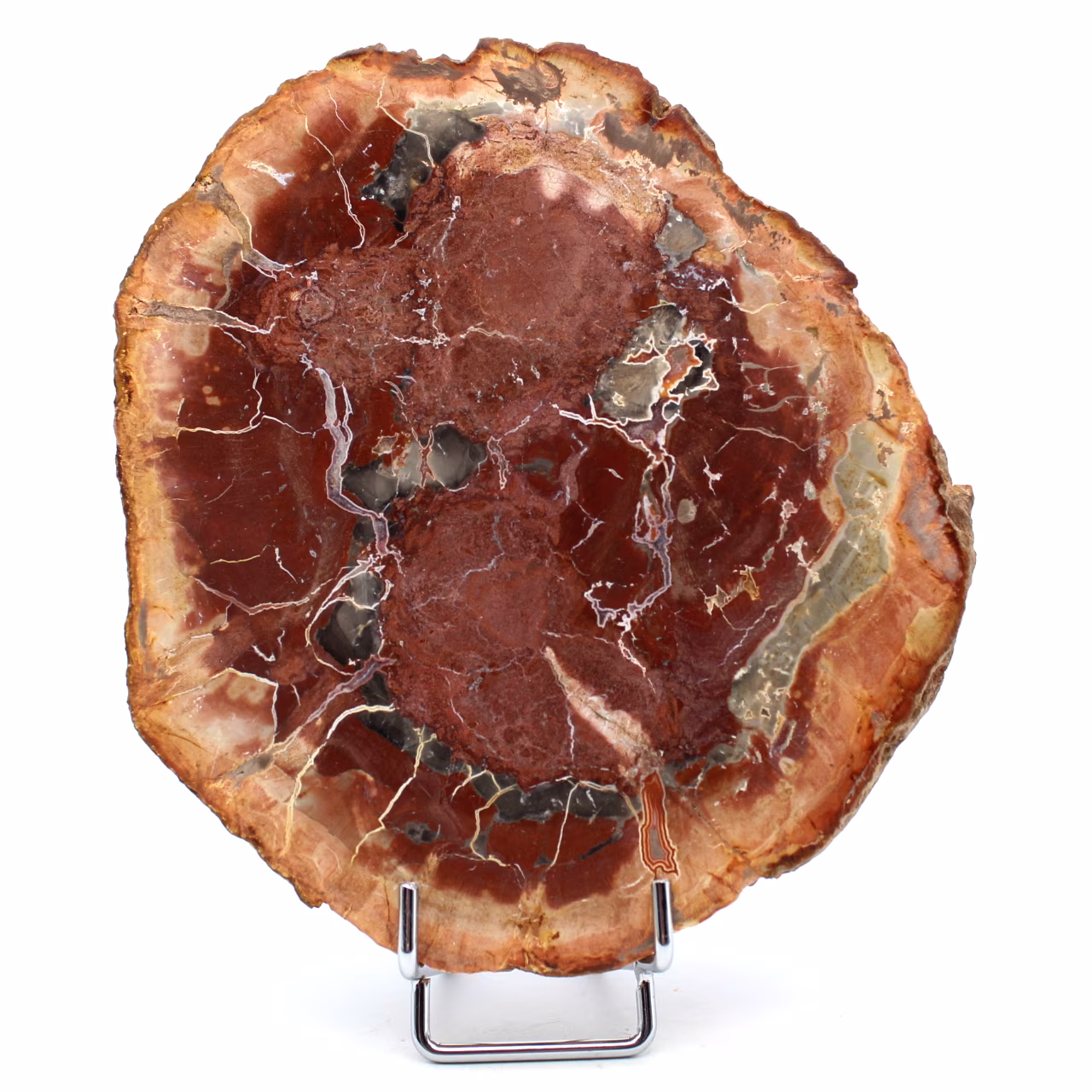 Fetta di legno silicizzato del Madagascar