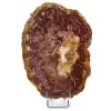 Legno pietrificato lucidato naturale - 0