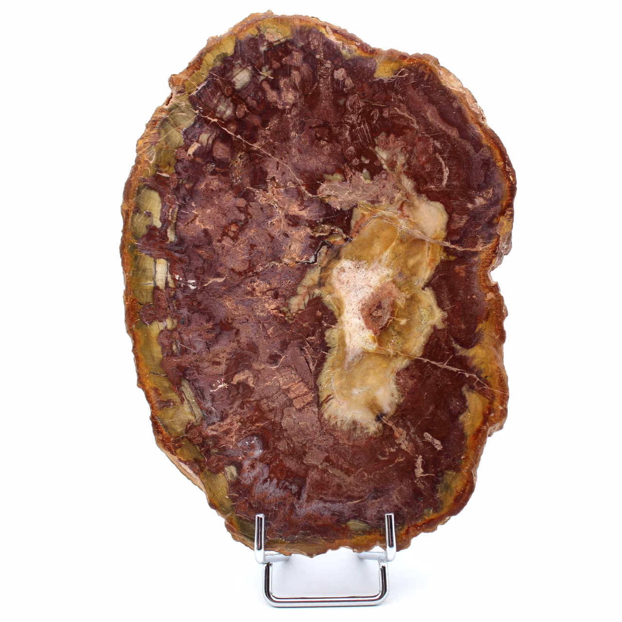 Legno pietrificato lucidato naturale