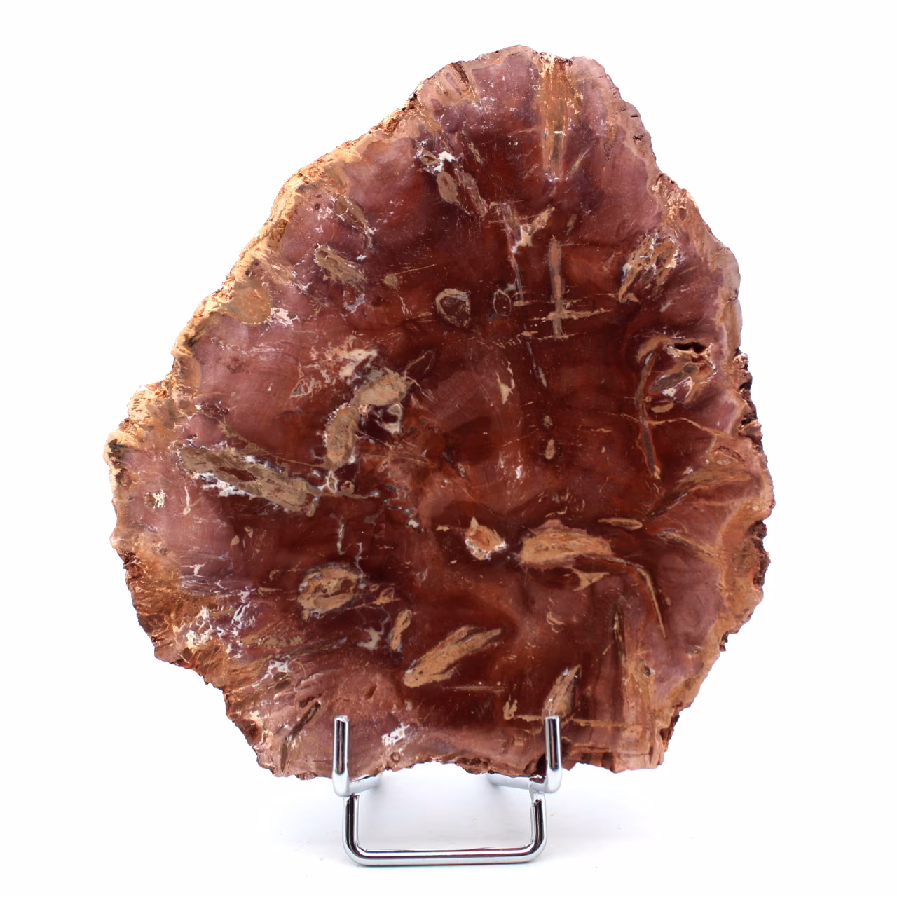 Legno fossilizzato lucidato del Madagascar