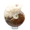Ammonite intera lucidata - 0