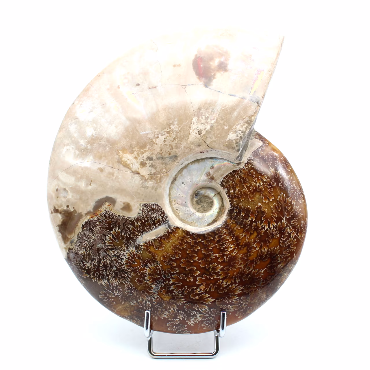 Ammonite intera lucidata