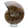Ammonite naturale intera lucidata - 0