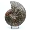 Ammonite completa - 0