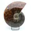 Ammonite in un unico pezzo - 0