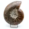 Ammonite intera lucidata - 0