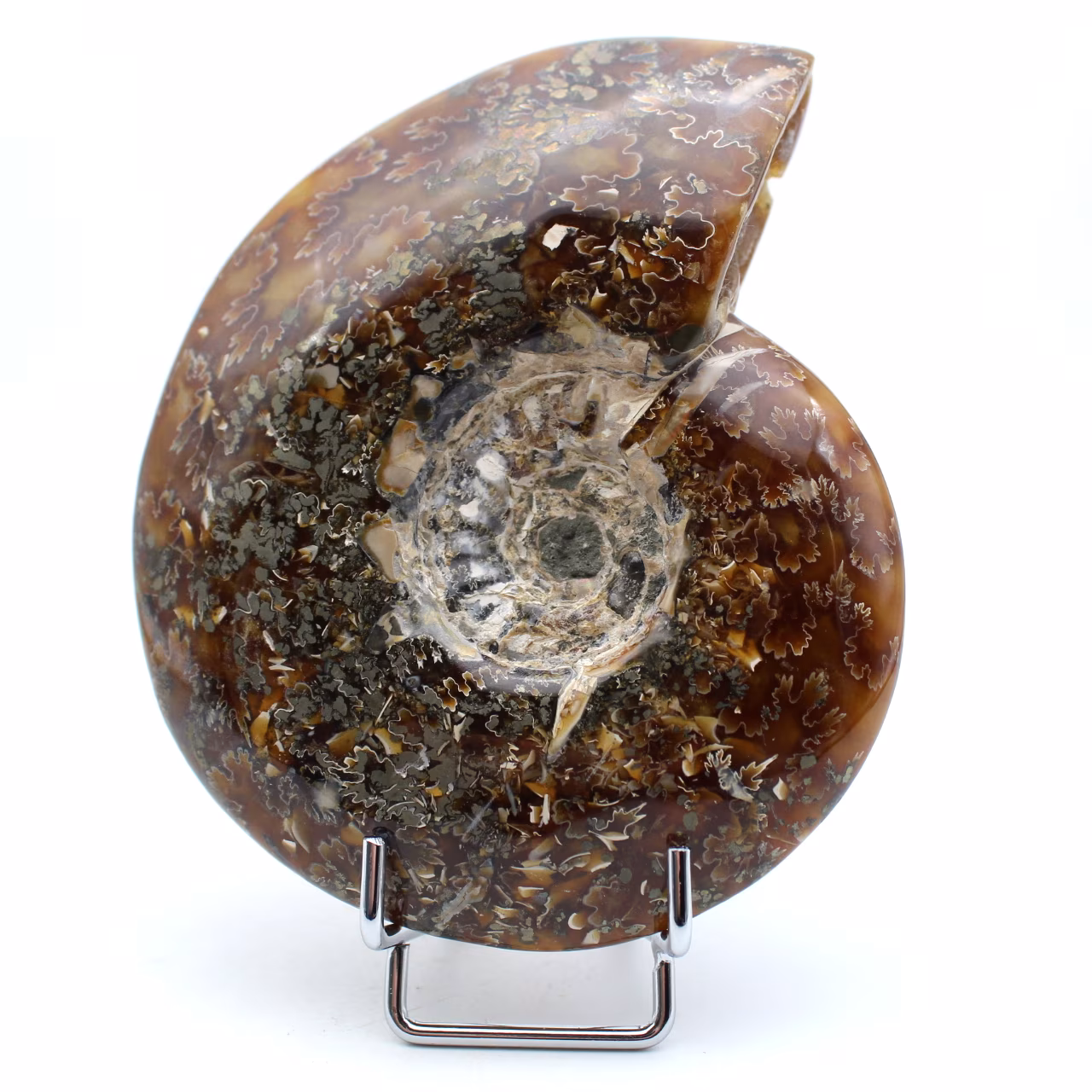 Ammonite intera lucidata