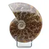 Fossile di ammonite intero - 0