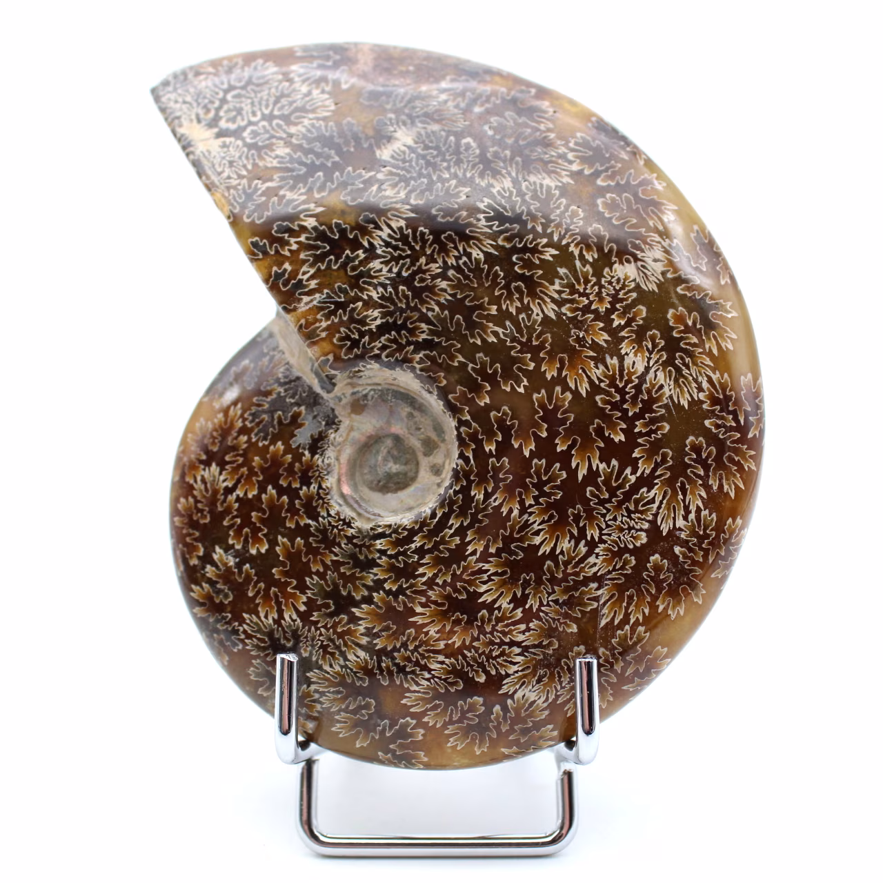Fossile di ammonite intero