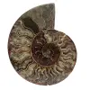 Ammonite segata lucidata - 0