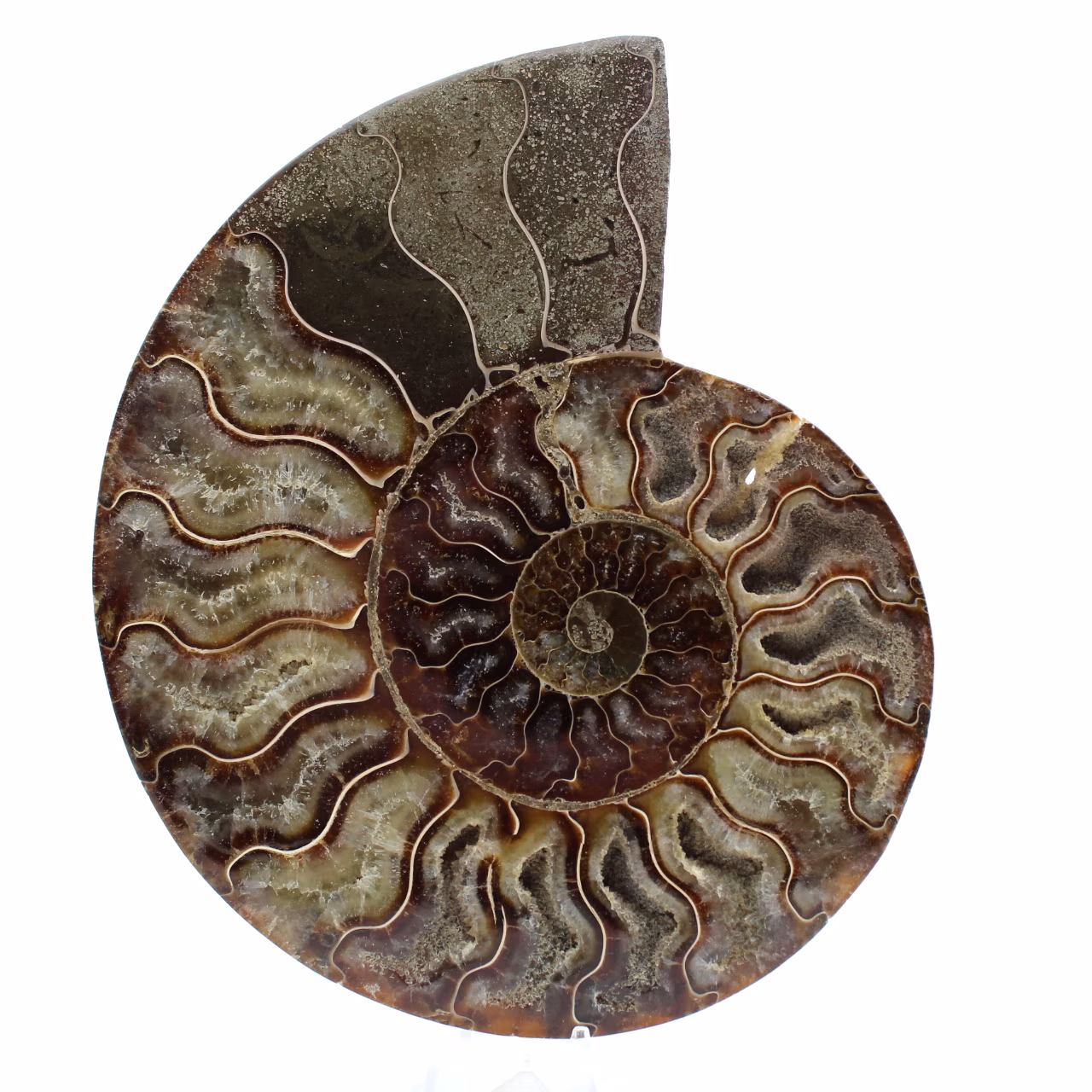 Ammonite segata lucidata