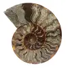 Fossile di ammonite in un unico pezzo - 0
