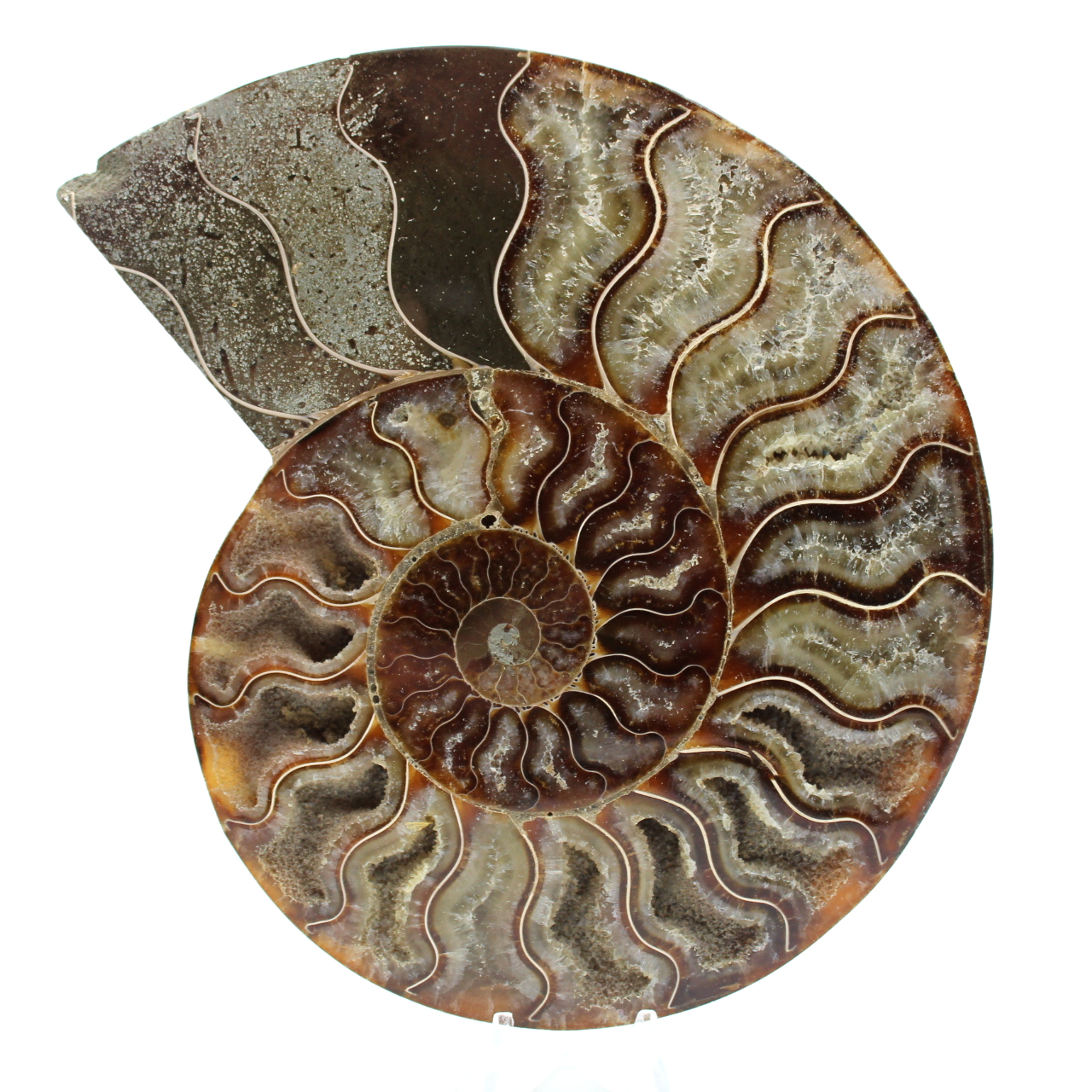 Fossile di ammonite in un unico pezzo