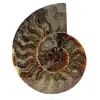 Ammonite del madagascar - 0