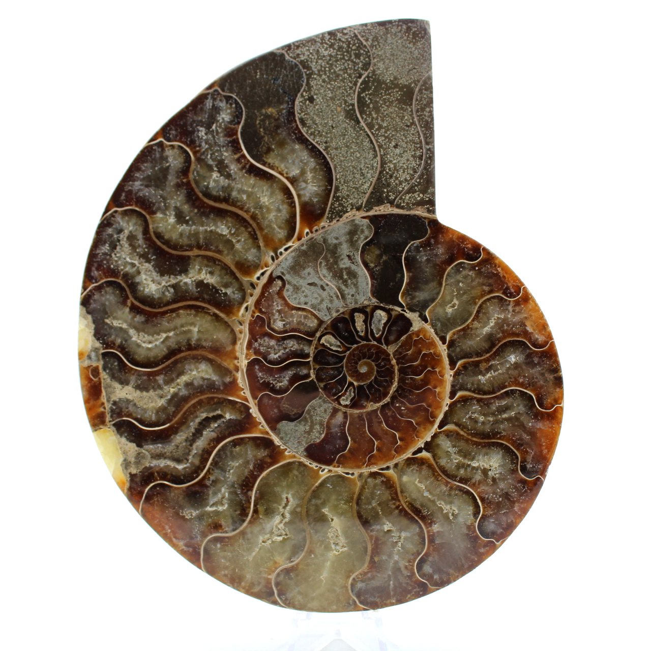 Ammonite del madagascar