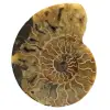 Ammonite naturale del madagascar - 0