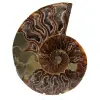 Fossile di ammonite lucidato - 0