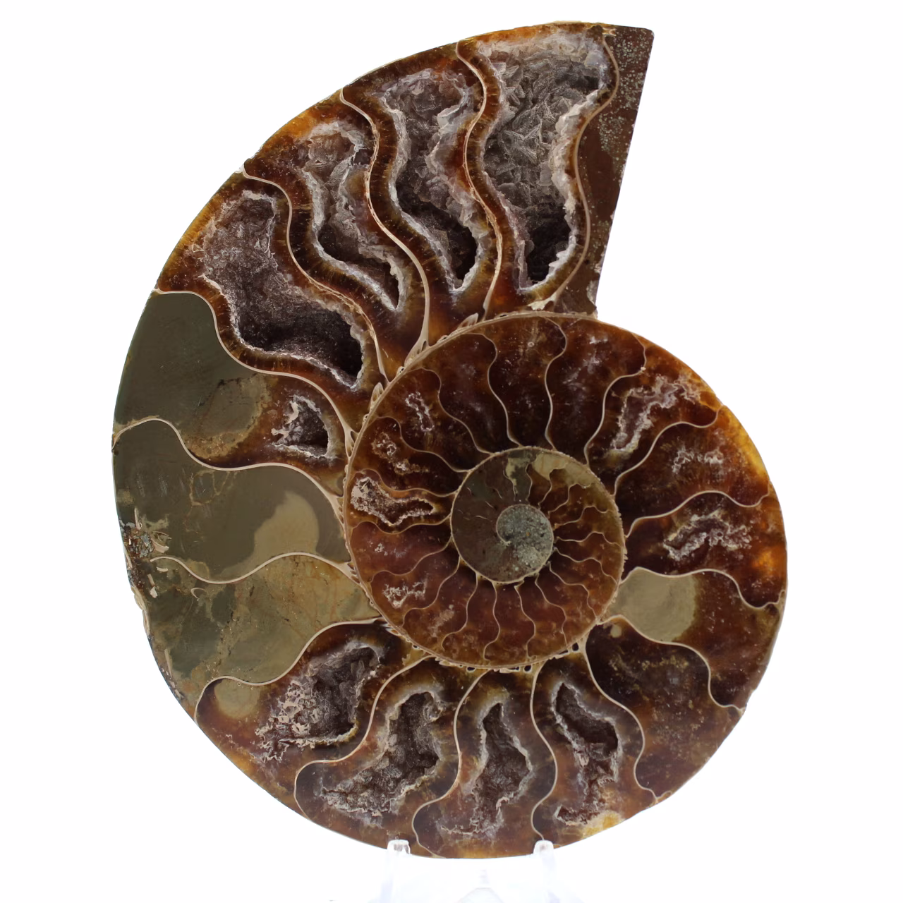 Fossile di ammonite lucidato